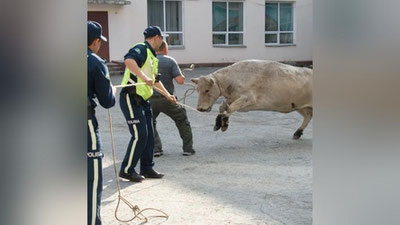 'Қозоғистонда сигир одамларга ҳужум қилди (видео)'ning rasmi