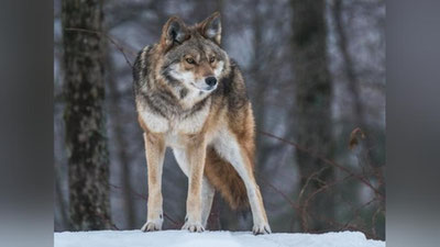 'Ўзбекистоннинг қайси ҳудудида бўрилар кўп?'ning rasmi