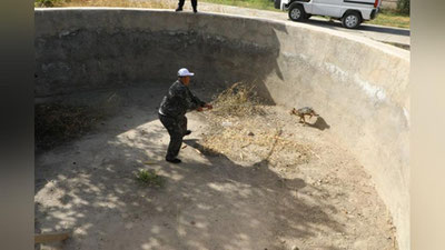 Изрображение 'Во двор колледжа в Навоийской области забежал шакал (фото)'