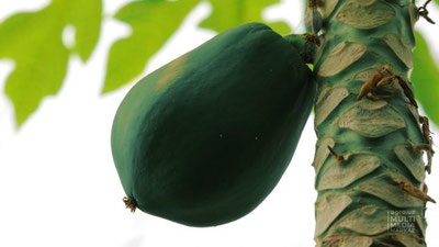 Изрображение 'В Минсельхозе рассказали о выращиваемых в Узбекистане бананах и папайе'