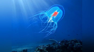 Изрображение 'Ученые нашли ген бессмертия'