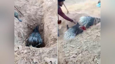 Изрображение 'В сети появились кадры жестокой расправы над парой дикобразов: экологи изучают ситуцию'