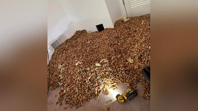 Изрображение 'В Калифорнии дятел спрятал в стене дома 320 кг желудей'