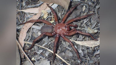 Изрображение 'Новый вид гигантского паука нашли в Австралии'