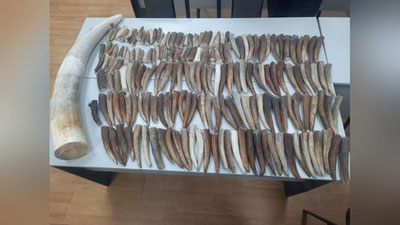 Изрображение 'Под сиденьем "Кобальта", въехавшего из Казахстана, нашли бивень слона и рога оленей'