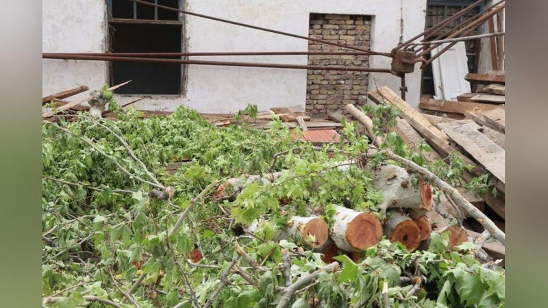 Изрображение 'В Избаскане незаконно вырубили деревья на 131 млн сумов'