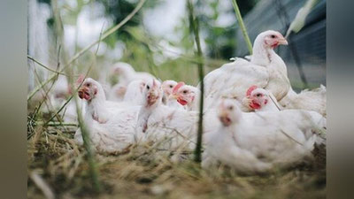 Изрображение 'В Китае выявлен первый в мире случай заражения человека птичьим гриппом H10N3'