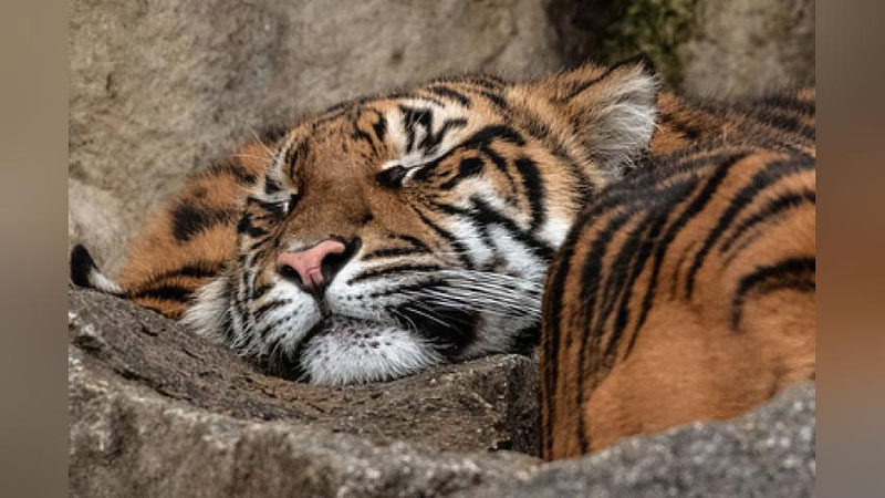 Изрображение 'В Индии участились случаи нападения тигров на людей'