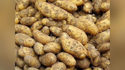 Изрображение 'Свыше 2 тыс тонн картофеля не выпускают из Казахстана в Узбекистан'