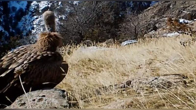 Изрображение 'Белоголовый сип попозировал перед фотоловушкой в Сурханском заповеднике (видео)'