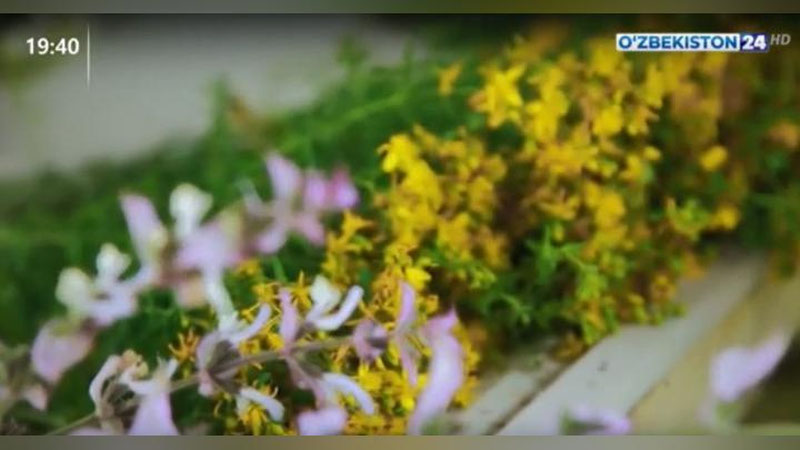 Изрображение 'В Узбекистане создают центр по выращиванию и переработке лекарственных растений (видео)'