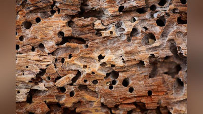 Изрображение 'В Узбекистане назвали наиболее пострадавшие от термитов регионы'