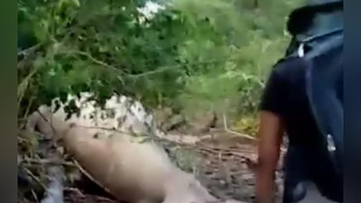 Изрображение 'ОГРОМНОГО КИТА НАШЛИ В ДЖУНГЛЯХ БРАЗИЛИИ (ВИДЕО)'