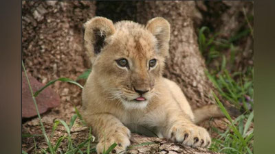 Изрображение 'ЧЕТВЕРО ГРАЖДАН ПЫТАЛИСЬ ПРОДАТЬ ДВУХ ЛЬВЯТ В ТАШКЕНТЕ (ФОТО)'