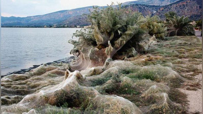 Изрображение 'КАК В ФИЛЬМЕ УЖАСОВ: БЕРЕГ В ГРЕЦИИ ПОКРЫЛСЯ ПАУТИНОЙ (ВИДЕО)'