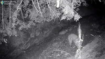 Изрображение 'Тяньшаньский бурый медведь попал на фотоловушку в природном парке на юге Узбекистана'