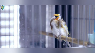 Изрображение 'Более  3 миллионов сумов  за незаконное содержание птиц'