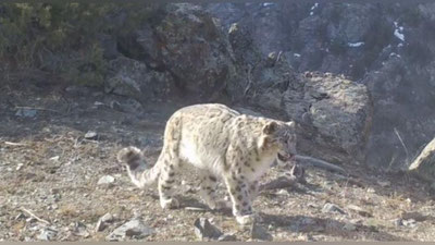 Изрображение 'В Узбекистане в 5-10 раз увеличены штрафы за ущерб дикой природе'