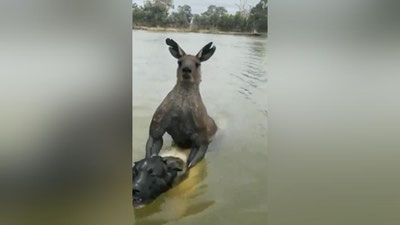 Изрображение 'В Австралии мужчине пришлось вступить в схватку с накаченным кенгуру (видео)'