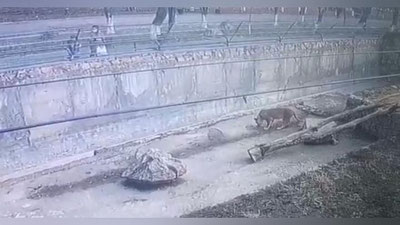 Изрображение 'В Ташкентском зоопарке львице кинули мясо в полиэтилене (видео)'