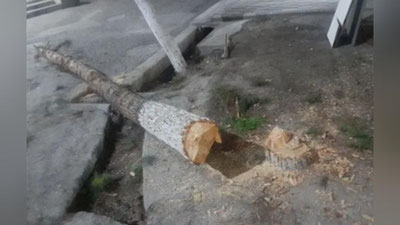 Изрображение 'Сотрудник детской больницы в Маргилане проигнорировал запрет на вырубку деревьев: теперь его ждет штраф'