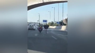 Изрображение 'В Китае сбежавший страус устроил гонку с полицией (видео)'