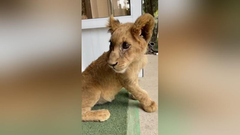 Изрображение 'В Ташкентском зоопарке рассказали о состоянии львенка, изъятого из частного дома в Янгиюле (видео)'