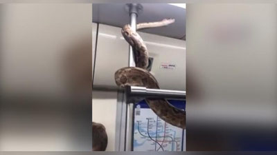 Изрображение 'Огромный удав прокатился в петербургском метро (видео)'