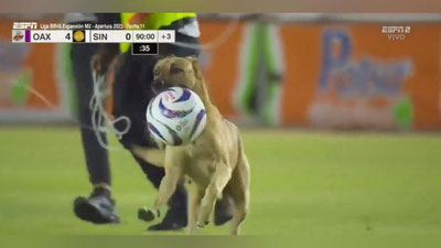 Изрображение 'В Мексике выбежавшая на футбольное поле собака показала, как надо владеть мячом (видео)'