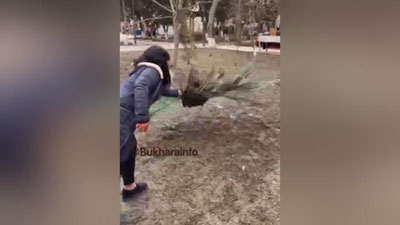 Изрображение 'Мать девушки, выдернувшей перо у павлина, оштрафована, - УВД Бухарской области'