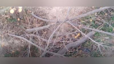Изрображение 'Помощник хокима в Яккабаге уничтожил 20 кустарников и 5 деревьев в махалле: его ждет штраф'