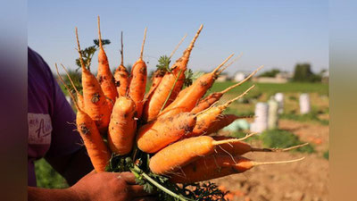 Изрображение 'Что поможет снизить цены на морковь: ответ Минсельхоза'