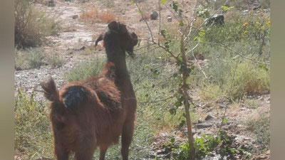'Navoiyda ko`chatga shikast etkazgan echkining egasi jarimaga tortildi'ning rasmi