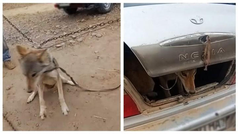 'Qashqadaryoda bo`rini tutib olib qiynoqqa solishdi'ning rasmi