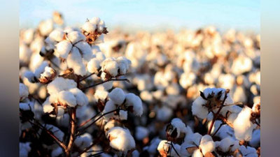 'O`zbekistonda paxta etishtiruvchilarga QQSni bo`lib-bo`lib to`lash huquqi beriladi'ning rasmi