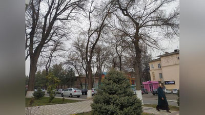 Изрображение 'В Ташкенте до +15: погода на 7 марта'