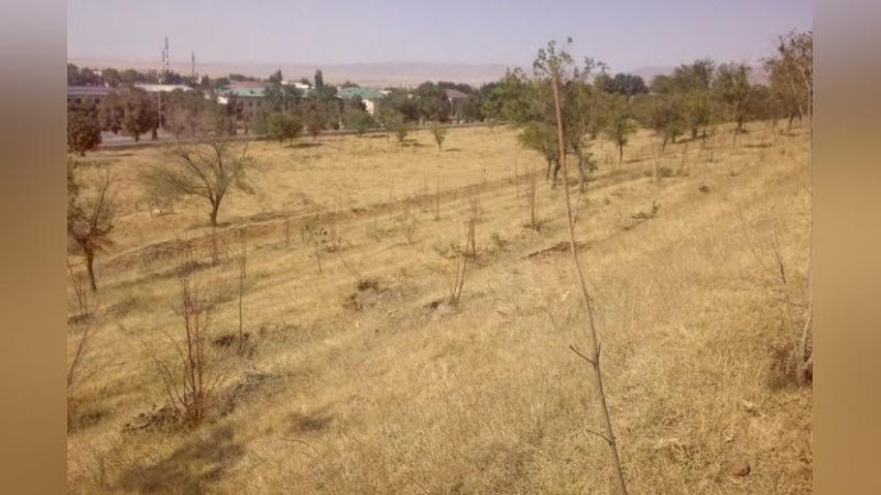 'Jizzaxda ko`chatlar qurib qolganligi sababli Obodonlashtirish boshqarmasi bo`lim boshlig`iga jarima solindi'ning rasmi