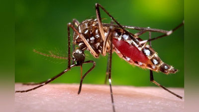 Изрображение 'ВОЗ: вирус Зика является угрозой мирового масштаба'