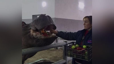 Изрображение 'В Ташкентском зоопарке рассказали, когда проходят показательные кормления животных'