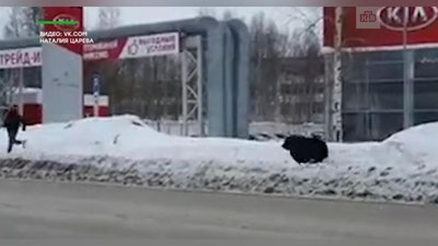 Изрображение 'Веселое утро в Нижневартовске: прохожему пришлось удирать от медведя (видео)'