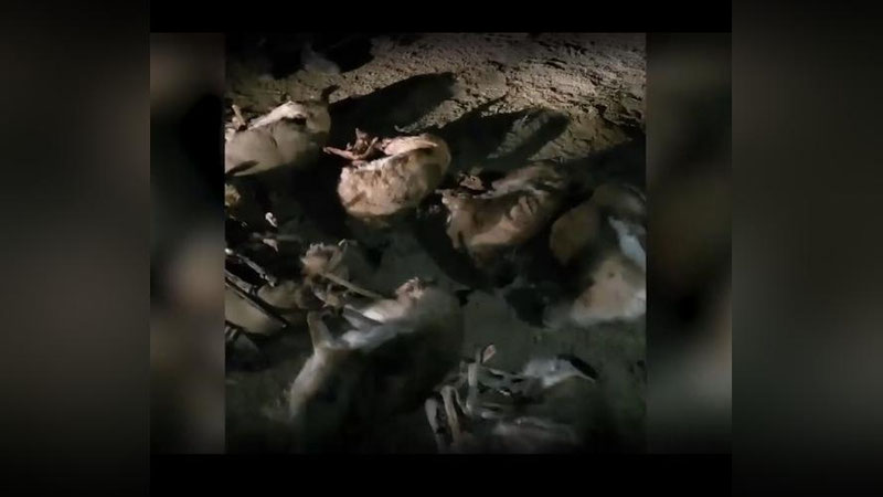 'Qoraqalpog`istonda “Qizil kitob”ga kiritilgan 13 bosh jayron otib o`ldirildi (video)'ning rasmi