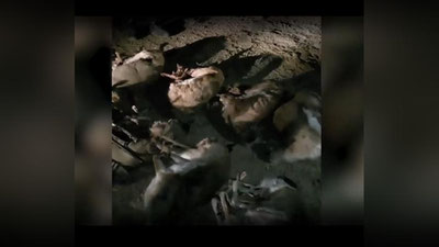 'Qoraqalpog`istonda “Qizil kitob”ga kiritilgan 13 bosh jayron otib o`ldirildi (video)'ning rasmi