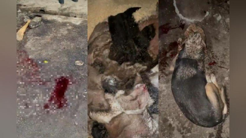 'Toshkent viloyatida itlarni so`yib kelgan fuqaro 10 kunga qamaldi'ning rasmi