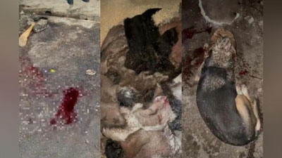 'Toshkent viloyatida itlarni so`yib kelgan fuqaro 10 kunga qamaldi'ning rasmi