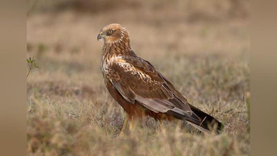 Изрображение 'В Нурабаде спасли краснокнижную хищную птицу с поврежденным крылом'