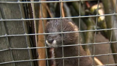 'Finlyandiyada parranda grippi aniqlangan fermalardagi barcha hayvonlar o`ldirilmoqda'ning rasmi