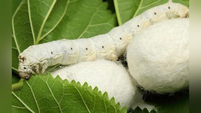 'Endi mahkumlar ham pilla etishtirishda ishtirok etadi'ning rasmi