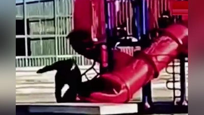 Изрображение 'Президент Чили застрял в трубе на детской горке (видео)'