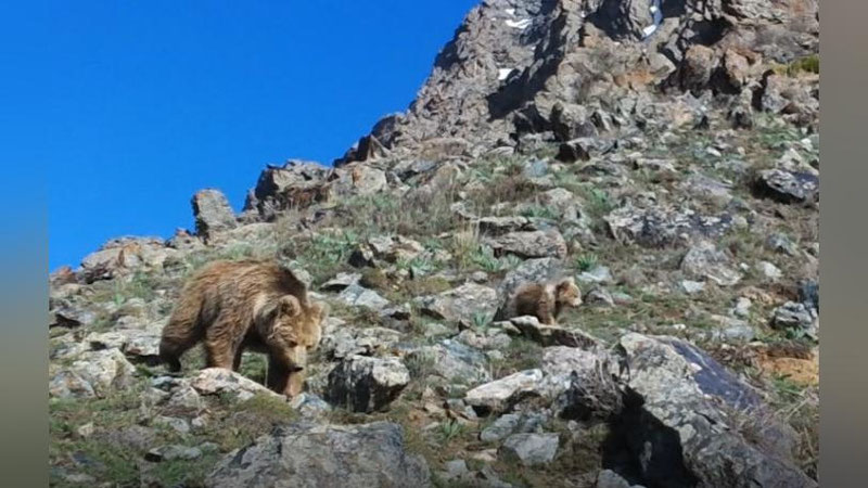 'Hisor tog`lariga o`rnatilgan fotoqopqonga Tyan-Shan qo`ng`ir ayig`i tushib qoldi'ning rasmi