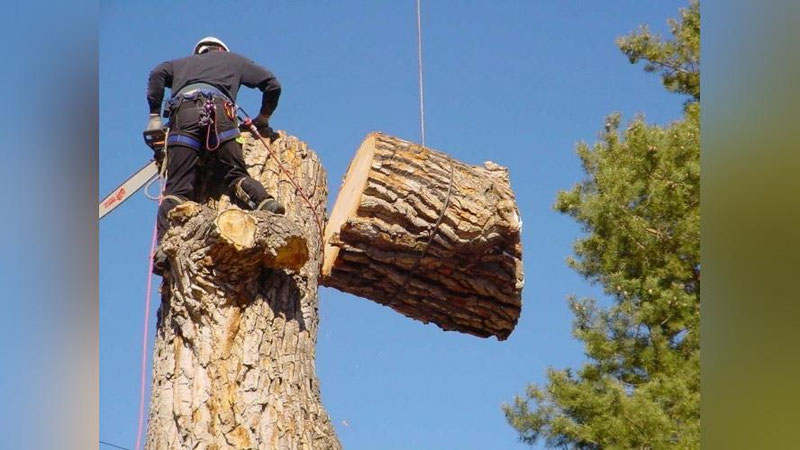 'Noqonuniy daraxt kesganlik uchun jarima 5 baravar ko`p undiriladi'ning rasmi